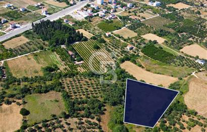 Çanakkale Lapseki Çardak İmara Sınır Boğaz Manz. 19 Adet Parsel