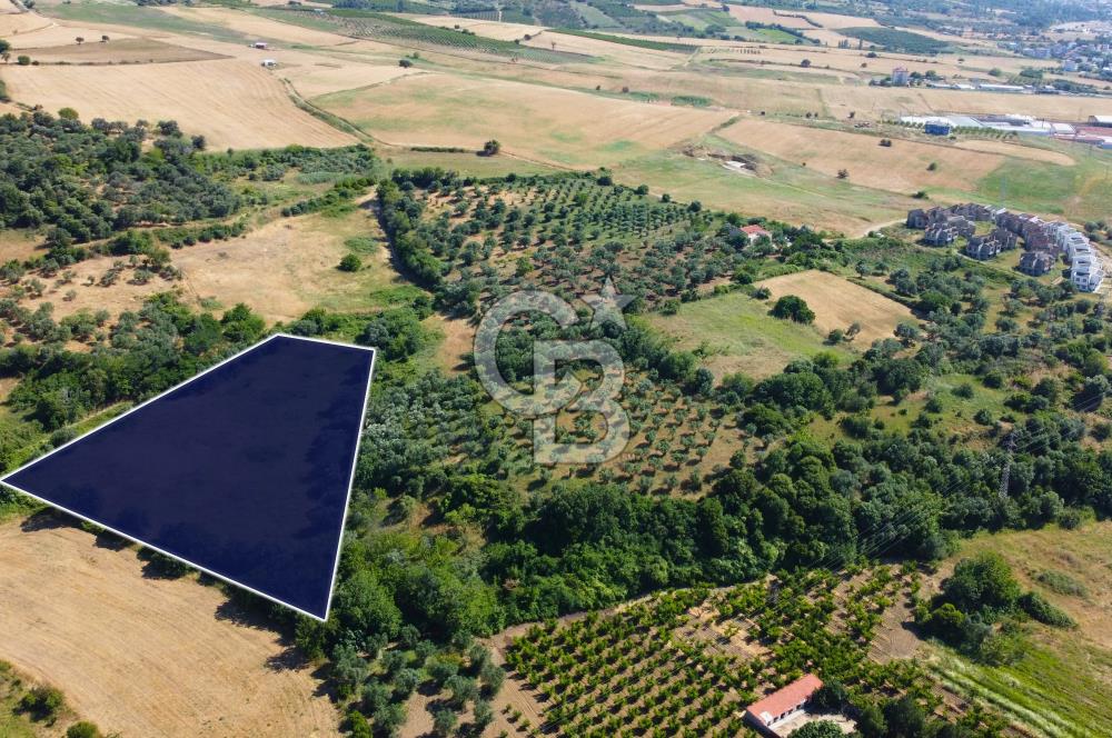 Çanakkale Lapseki Çardak İmara Sınır Boğaz Manz. 19 Adet Parsel