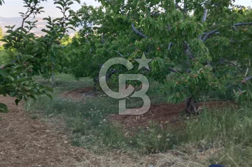Sarıveliler Uğurlu'da 200+ Ağaçlı, Full verimli SATILIK BAHÇE