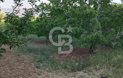 Sarıveliler Uğurlu'da 200+ Ağaçlı, Full verimli SATILIK BAHÇE