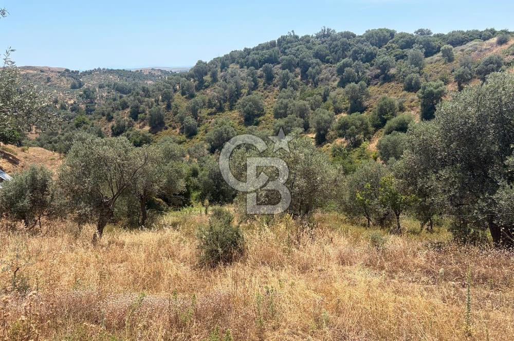 Ulamışın Doğasında Yaşam Alanı Hazır 10.226m2 Yatırım Arazisi