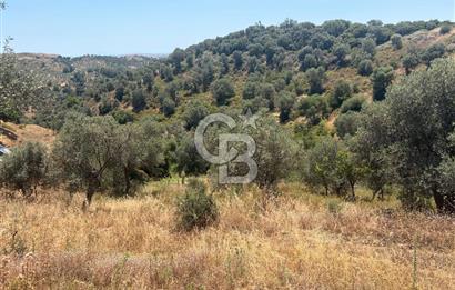 Ulamışın Doğasında Yaşam Alanı Hazır 10.226m2 Yatırım Arazisi