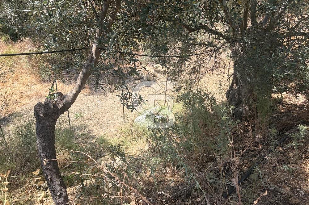 Ulamışın Doğasında Yaşam Alanı Hazır 10.226m2 Yatırım Arazisi