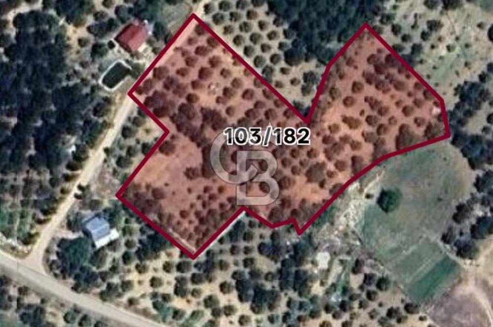 Sarıveliler Uğurlu'da 200+ Ağaçlı, Full verimli SATILIK BAHÇE