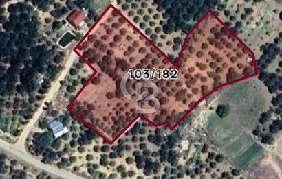 Sarıveliler Uğurlu'da 200+ Ağaçlı, Full verimli SATILIK BAHÇE