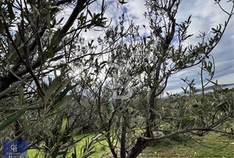 Cunda'da 13,5 Dönüm Deniz Manzaralı Zeytinlik - 3 - 355163