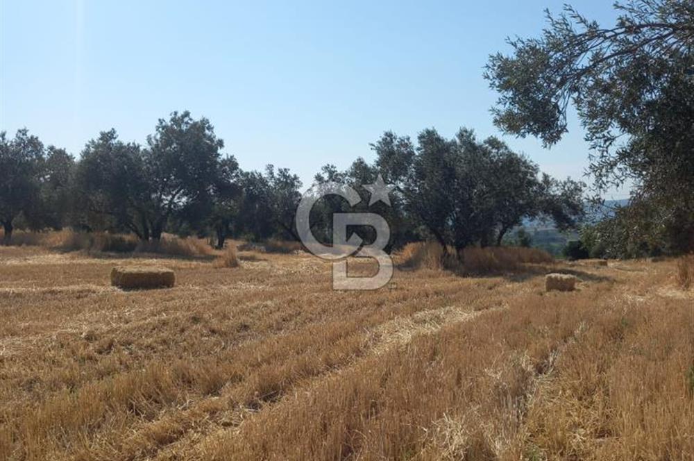 ÇANAKKALE MERKEZ MUSAKÖY'DE SATILIK TARLA