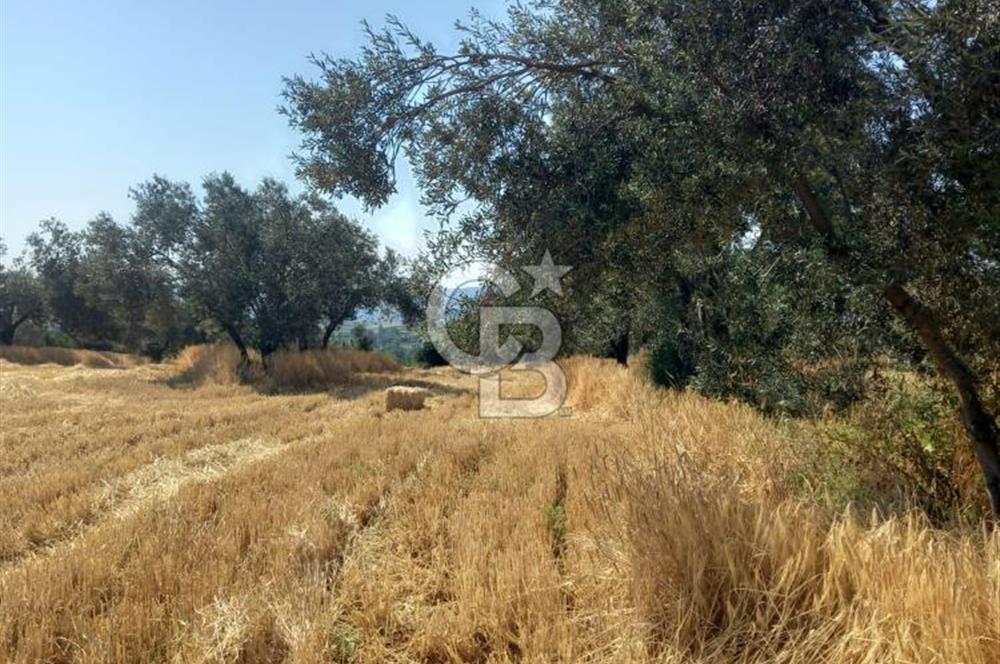 ÇANAKKALE MERKEZ MUSAKÖY'DE SATILIK TARLA