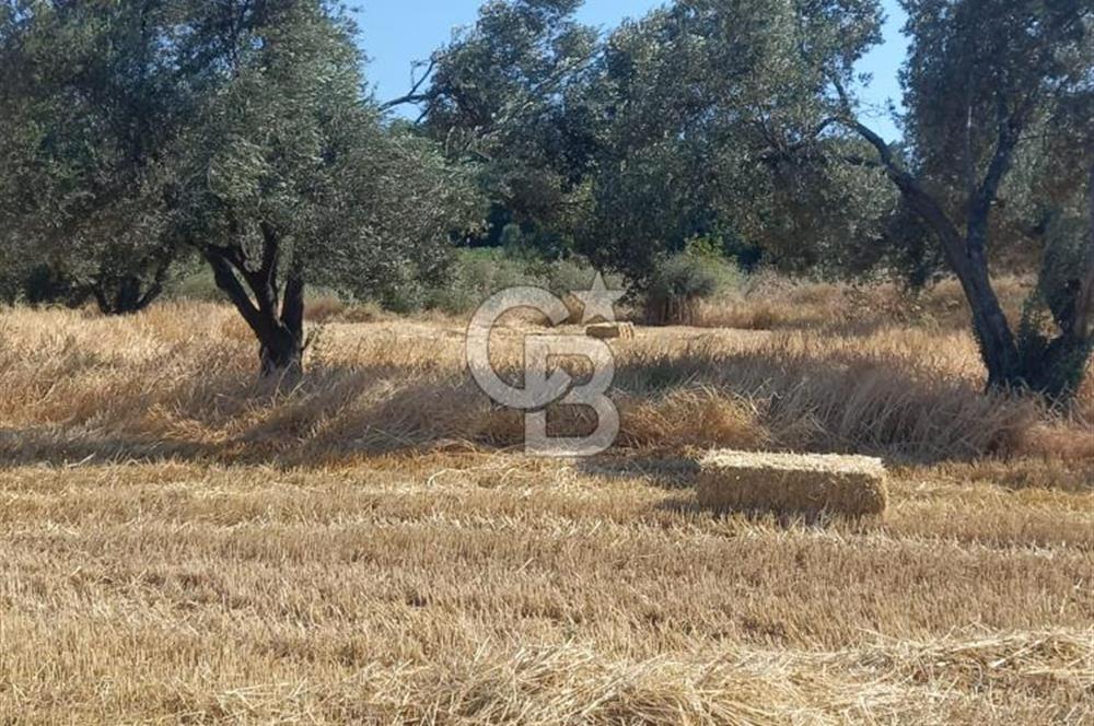 ÇANAKKALE MERKEZ MUSAKÖY'DE SATILIK TARLA
