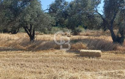 ÇANAKKALE MERKEZ MUSAKÖY'DE SATILIK TARLA