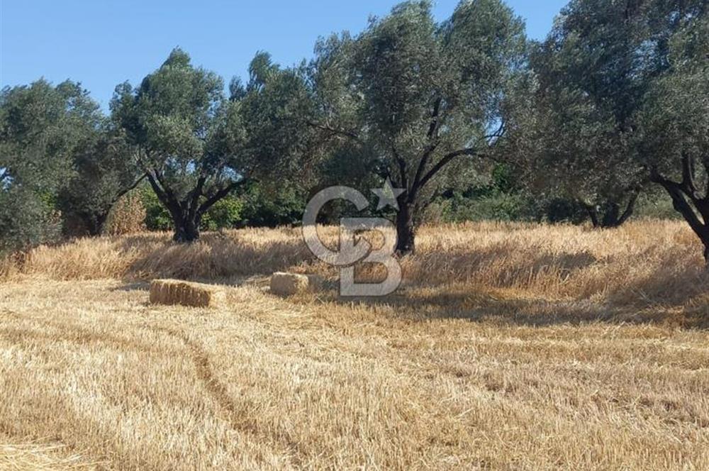 ÇANAKKALE MERKEZ MUSAKÖY'DE SATILIK TARLA