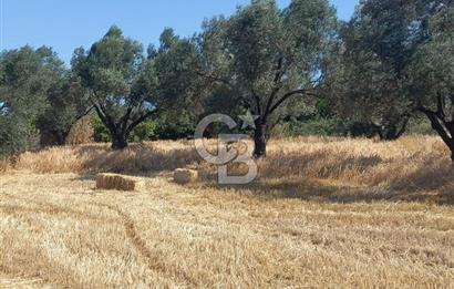ÇANAKKALE MERKEZ MUSAKÖY'DE SATILIK TARLA