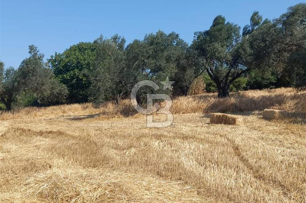 ÇANAKKALE MERKEZ MUSAKÖY'DE SATILIK TARLA