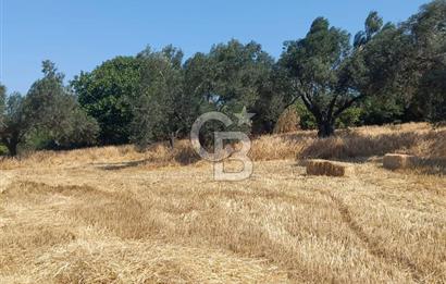 ÇANAKKALE MERKEZ MUSAKÖY'DE SATILIK TARLA