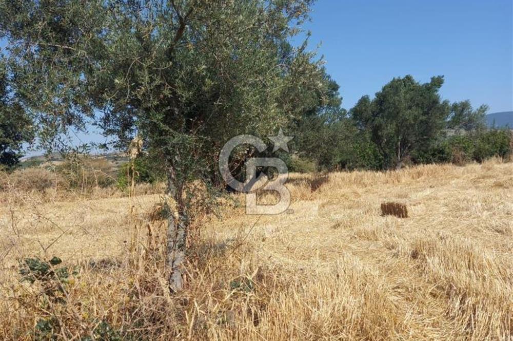 ÇANAKKALE MERKEZ MUSAKÖY'DE SATILIK TARLA