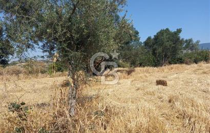 ÇANAKKALE MERKEZ MUSAKÖY'DE SATILIK TARLA