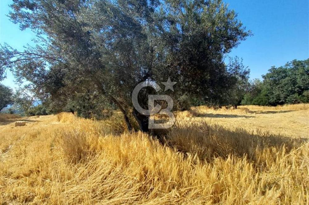 ÇANAKKALE MERKEZ MUSAKÖY'DE SATILIK TARLA