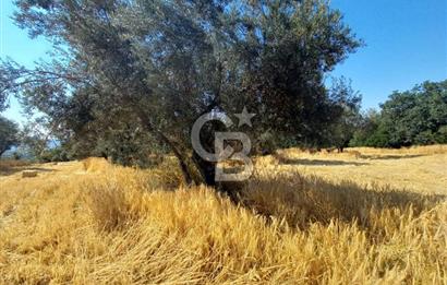 ÇANAKKALE MERKEZ MUSAKÖY'DE SATILIK TARLA