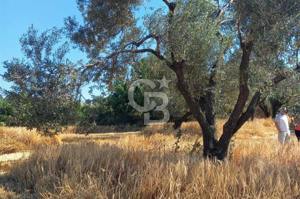 ÇANAKKALE MERKEZ MUSAKÖY'DE SATILIK TARLA