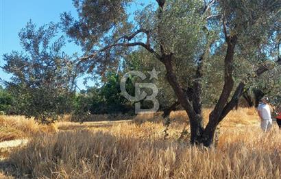 ÇANAKKALE MERKEZ MUSAKÖY'DE SATILIK TARLA