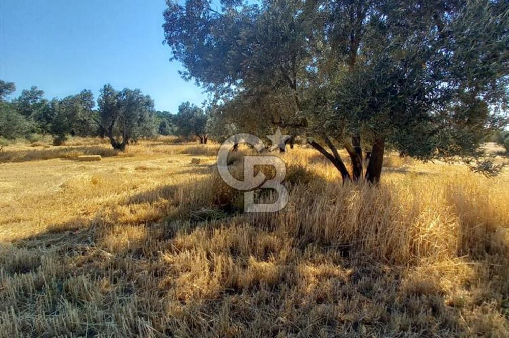 ÇANAKKALE MERKEZ MUSAKÖY'DE SATILIK TARLA