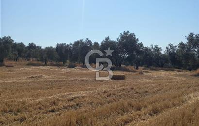 ÇANAKKALE MERKEZ MUSAKÖY'DE SATILIK TARLA