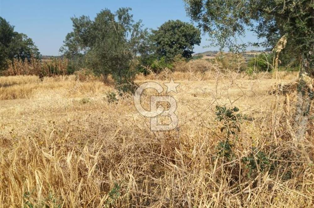 ÇANAKKALE MERKEZ MUSAKÖY'DE SATILIK TARLA