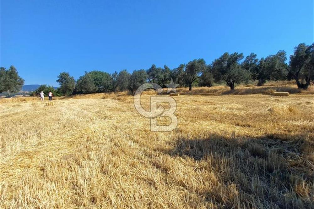 ÇANAKKALE MERKEZ MUSAKÖY'DE SATILIK TARLA