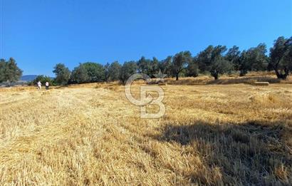 ÇANAKKALE MERKEZ MUSAKÖY'DE SATILIK TARLA