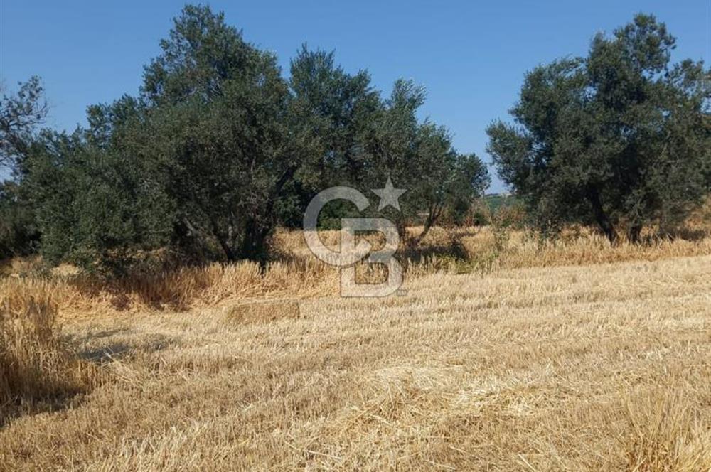 ÇANAKKALE MERKEZ MUSAKÖY'DE SATILIK TARLA