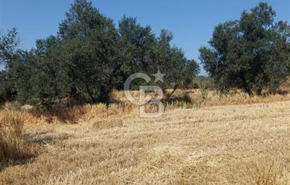 ÇANAKKALE MERKEZ MUSAKÖY'DE SATILIK TARLA