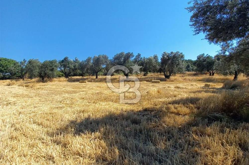 ÇANAKKALE MERKEZ MUSAKÖY'DE SATILIK TARLA