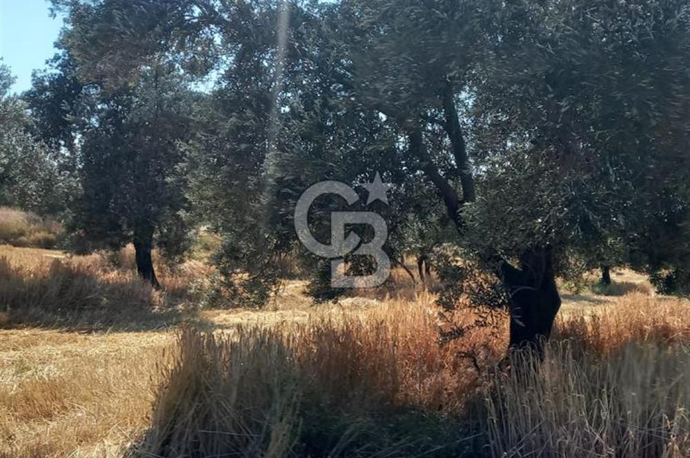 ÇANAKKALE MERKEZ MUSAKÖY'DE SATILIK TARLA