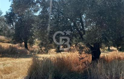 ÇANAKKALE MERKEZ MUSAKÖY'DE SATILIK TARLA