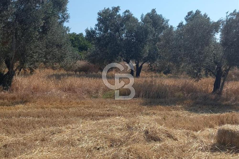 ÇANAKKALE MERKEZ MUSAKÖY'DE SATILIK TARLA