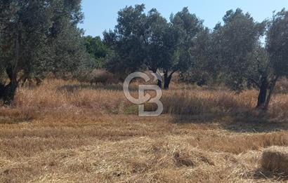 ÇANAKKALE MERKEZ MUSAKÖY'DE SATILIK TARLA