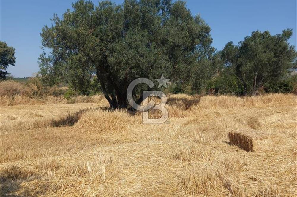 ÇANAKKALE MERKEZ MUSAKÖY'DE SATILIK TARLA