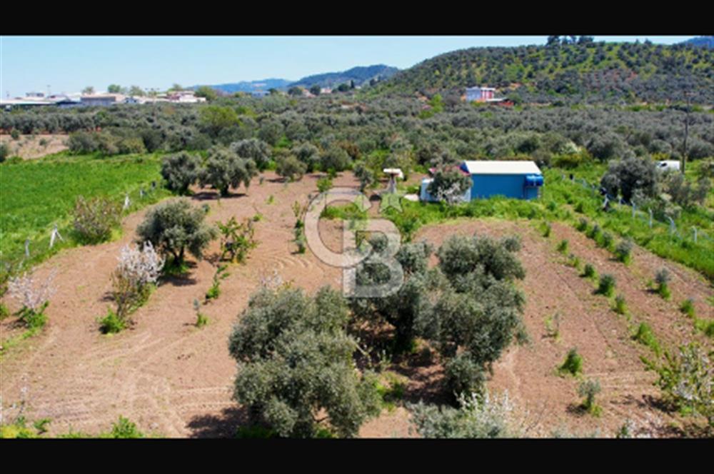 İzmir Kemalpaşa Halilbeyli’de  satılık tarla