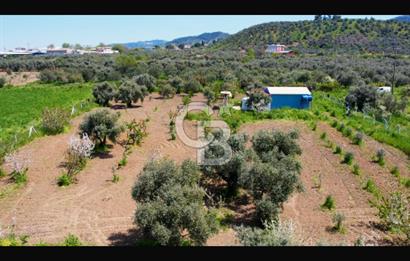 İzmir Kemalpaşa Halilbeyli’de  satılık tarla