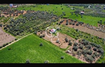 İzmir Kemalpaşa Halilbeyli’de  satılık tarla