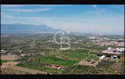 İzmir Kemalpaşa Halilbeyli’de  satılık tarla