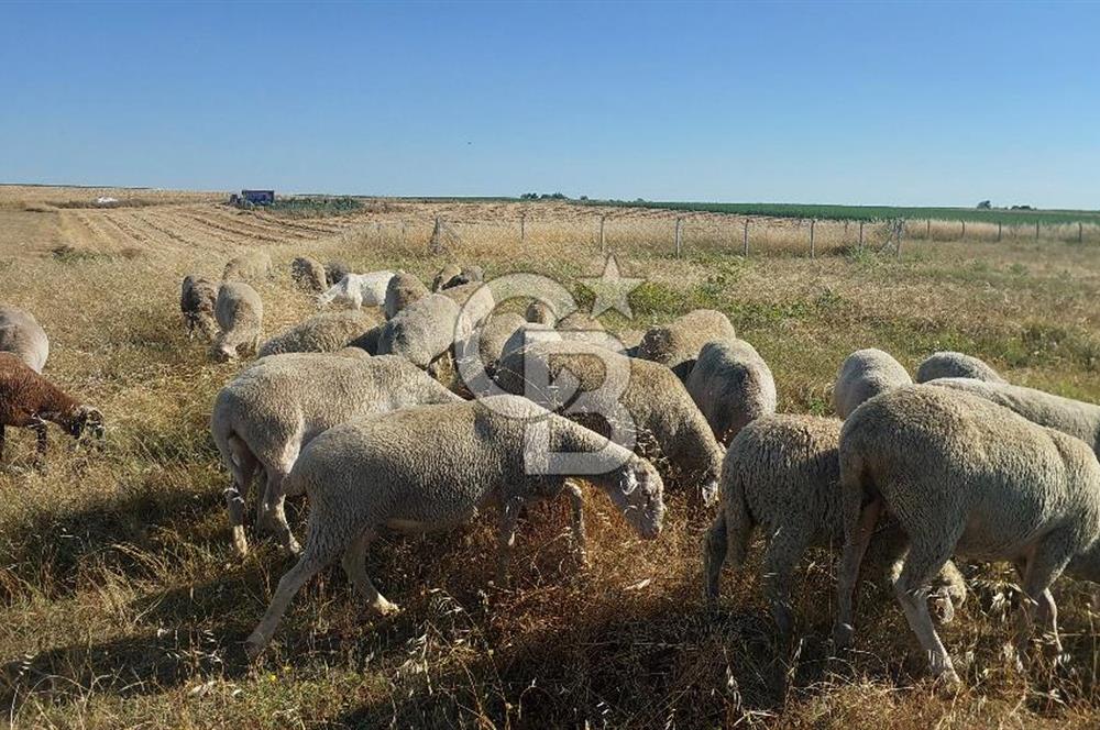 Tekirdağ Ergene Marmaracık'ta satılık 400 m2 Konut Arsası