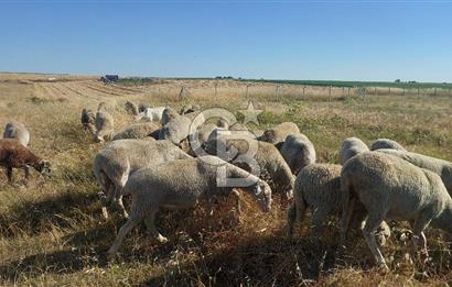 Tekirdağ Ergene Marmaracık'ta satılık 400 m2 Konut Arsası