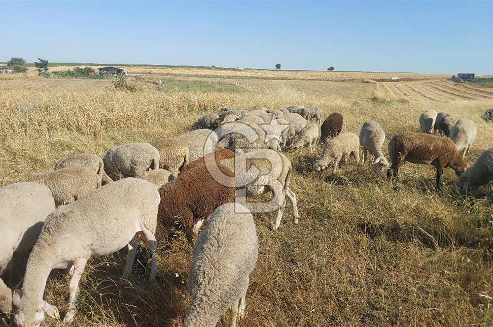 Tekirdağ Ergene Marmaracık'ta satılık 400 m2 Konut Arsası