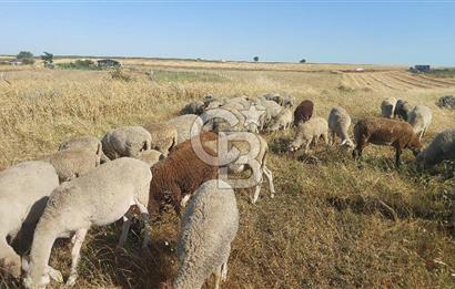 Tekirdağ Ergene Marmaracık'ta satılık 400 m2 Konut Arsası