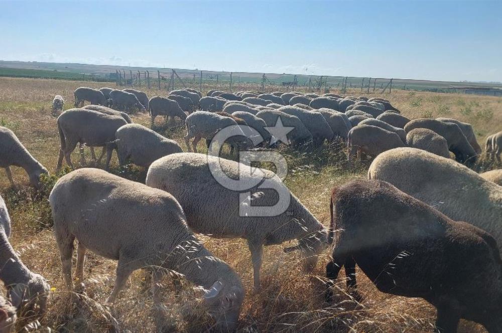 Tekirdağ Ergene Marmaracık'ta satılık 400 m2 Konut Arsası