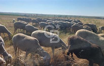 Tekirdağ Ergene Marmaracık'ta satılık 400 m2 Konut Arsası