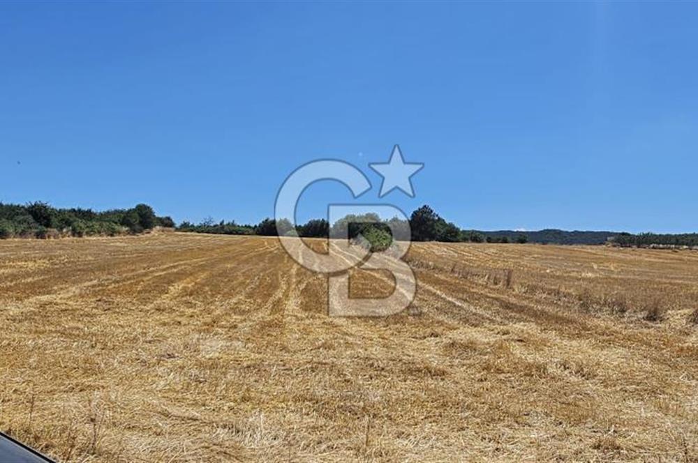 YALOVA ALTINOVA KAYTAZDERE DE UYGUN FİYATA SATLIK 7561 M2 TARLA!