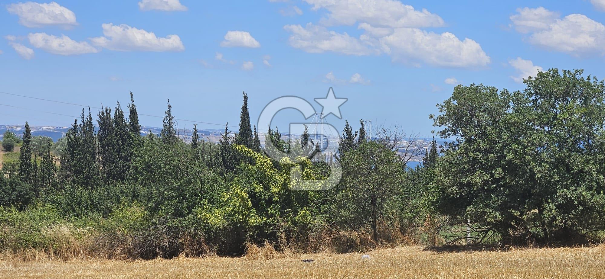 YALOVA ALTINOVA KAYTAZDERE DE UYGUN FİYATA SATLIK 7561 M2 TARLA!