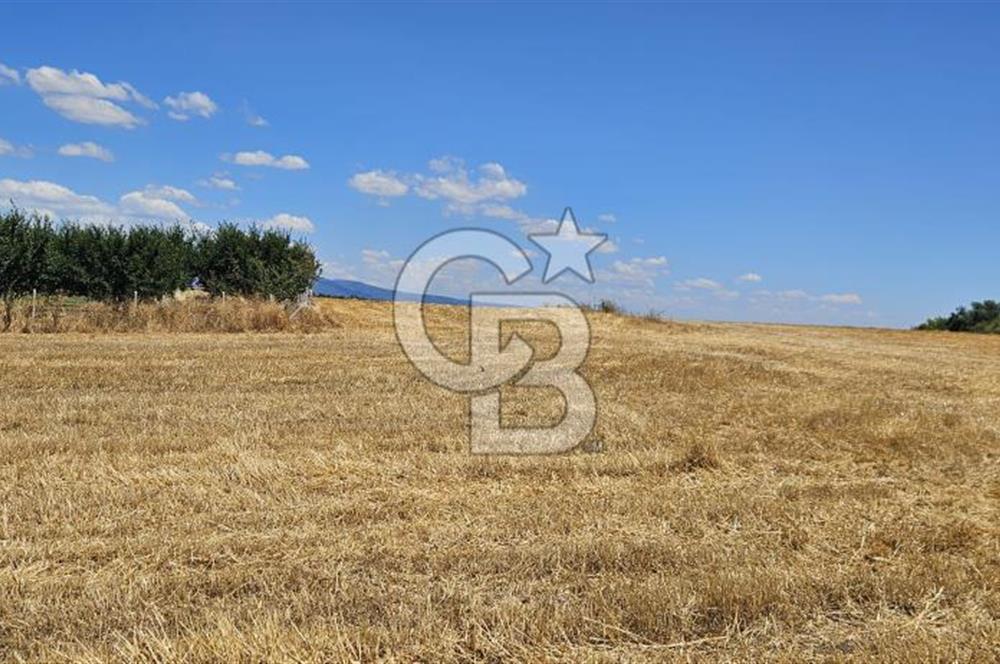 YALOVA ALTINOVA KAYTAZDERE DE UYGUN FİYATA SATLIK 7561 M2 TARLA!